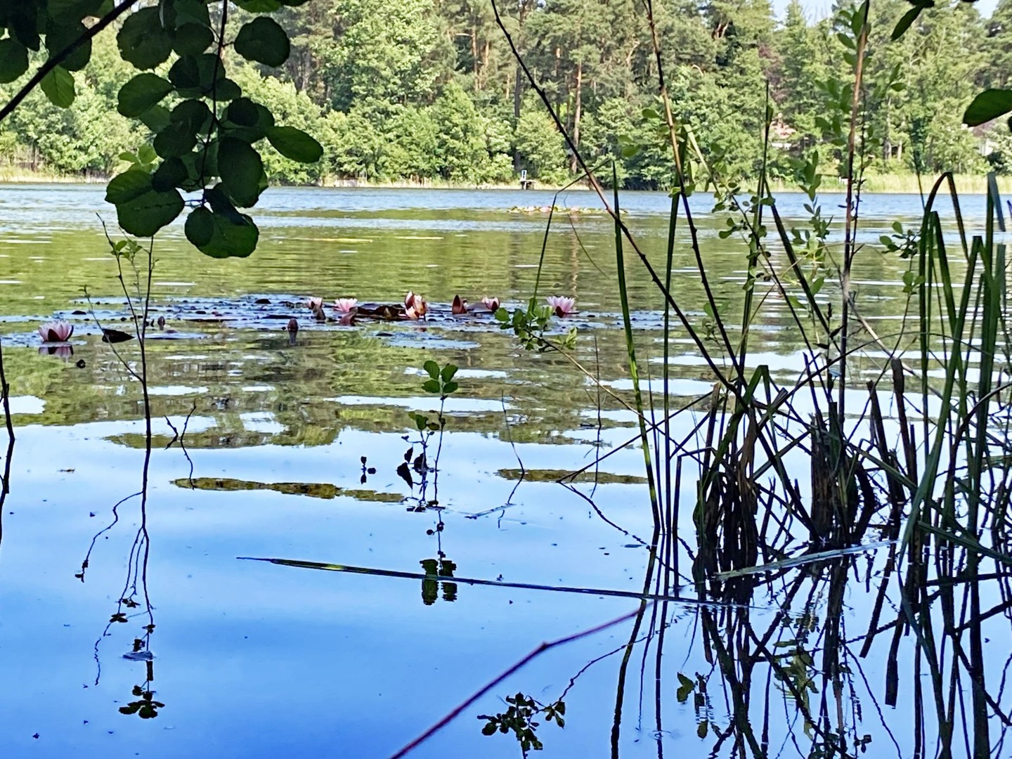 Wochenendgrundstück mit direktem Seezugang - am Elsensee in Grünheide (Mark)